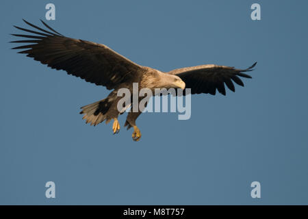 Volwassen Zeearend in de Vlucht; Erwachsene Seeadler im Flug Stockfoto