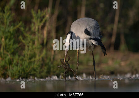 Blauwe reiger met kikker; Graureiher mit Frosch Stockfoto