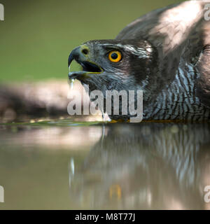Drinkende Havik; Habicht trinken Stockfoto