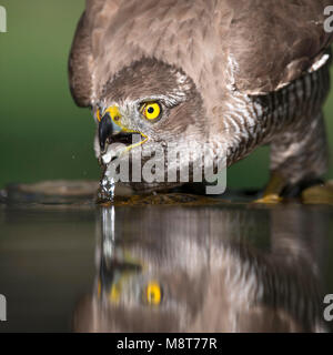 Drinkende Havik; Habicht trinken Stockfoto