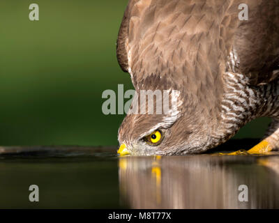 Drinkende Havik; Habicht trinken Stockfoto