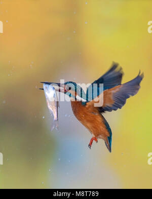 Eisvogel Jagd im Schnee Stockfoto