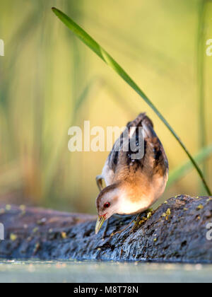 Waterhoen Fouragerende klein; wenig Crakear Nahrungssuche Stockfoto