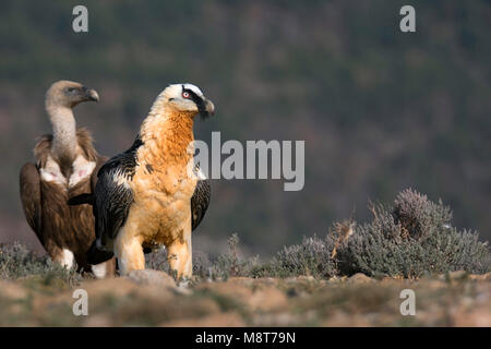 Lammergier met vale Gier Stockfoto