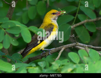 Wielewaal Nest in Bulgarije; Pirol (Oriolus oriolus) Nest in Bulgarien Stockfoto