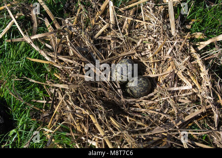 Nest van een Kievit met eieren; Nest der Nördlichen Kiebitz (Vanellus vanellus) wth zwei Eier Stockfoto