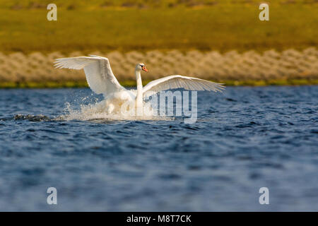 Knobbelzwaan landend in Wasser, Mute swan Landung im Wasser Stockfoto