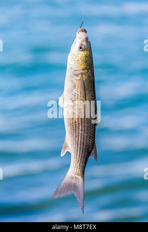 Fisch hängen an angelschnur über Wasser Stockfoto