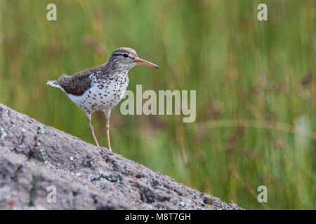 Adulte Amerikaanse Oeverloper op Rots, Sandpiper Erwachsenen auf dem Rock entdeckt Stockfoto