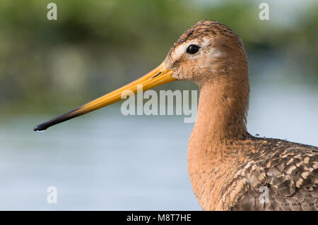 Grutto close-up; Uferschnepfe Nahaufnahme Stockfoto