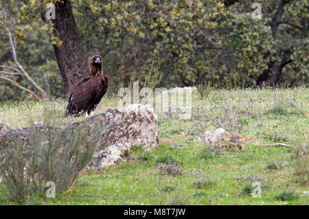 Monniksgier zittend; Cinereous Geier gehockt Stockfoto