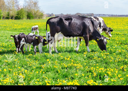 Mutter Kühe mit neugeborenen Kälbern in grün frühling gras mit gelben Löwenzahn Stockfoto