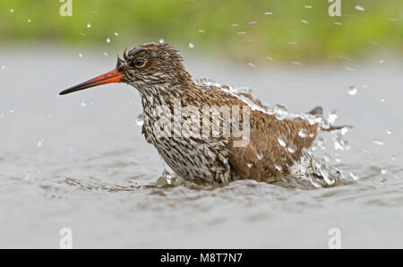 Badderende Tureluur; Baden gemeinsame Rotschenkel Stockfoto