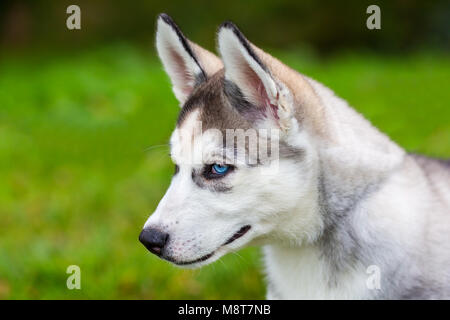 Junge blue eyed Husky dog sitting auf Gras Stockfoto