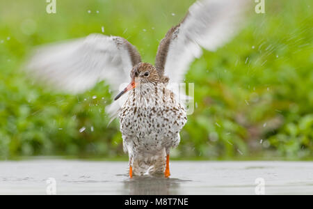 Badderende Tureluur; Waschmaschine gemeinsame Rotschenkel Stockfoto