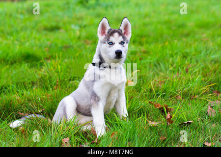 Junge blue eyed Husky dog sitting auf Gras Stockfoto