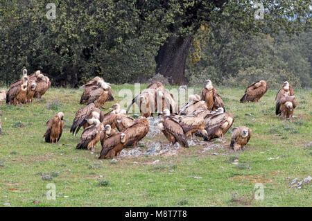 Vale Gieren op de Grond; Gänsegeier auf dem Boden Stockfoto