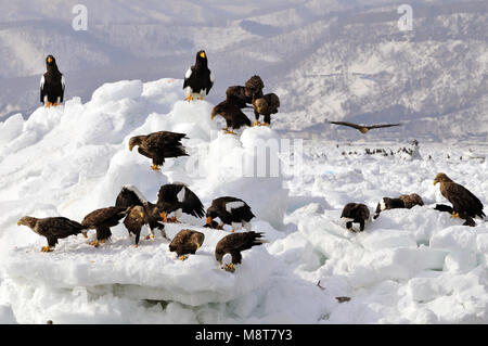 Stellers Sea - Adler und Seeadler im Baum gehockt; Steller - zeearend de Zeearend zittend in Boom Stockfoto