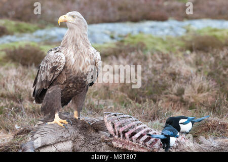 Adulte Zeearend op dood hert; Erwachsene Seeadler auf tote Rehe Stockfoto