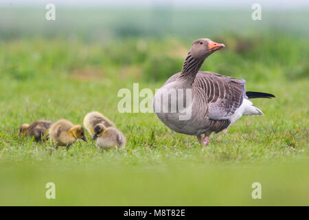 Grauwe Gans met Jongen, Grau-lag-Gans mit Jungen Stockfoto