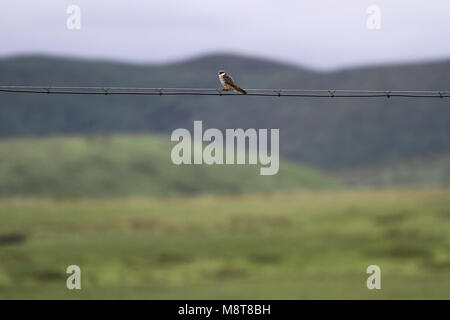 Vrouwtje Amoervalk zittend op elektrsiceh Draad; Weiblicher Amur Falcon (Falco Amurensis) im Kabel gehockt Stockfoto