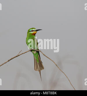 Groene Bijeneter zittend op een Tak; Erwachsene Blau ist Bienenfresser (merops Persicus) auf einem Ast sitzend Stockfoto