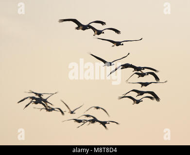 Groep Jufferkraanvogels in Vlucht; Herde Demoiselle Krane (Anthropoides virgo) im Flug Stockfoto