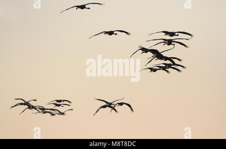 Groep Jufferkraanvogels in Vlucht; Herde Demoiselle Krane (Anthropoides virgo) im Flug Stockfoto