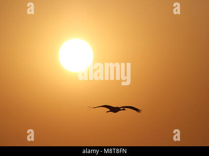 In Jufferkraanvogel vluchtmet Op de achtergrond de ondergaande Zon; Demoiselle Crane (Anthropoides virgo) im Flug gegen Sonnenuntergang Stockfoto