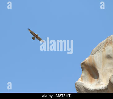 Onvolwassen Havikarend in Vlucht; unreif Bonelli von Eagle (Aquila fasciata) im Flug Stockfoto