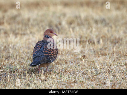 Oosterse Tortel; Orientalische Turteltaube (Streptopelia orientalis) Stockfoto