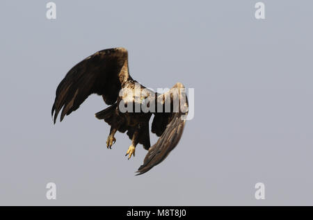 Opvliegende Keizerarend; Östliche Kaiseradler (Aquila heliaca) abnehmen Stockfoto