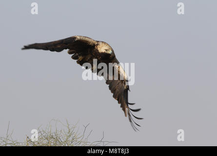 Opvliegende Keizerarend; Östliche Kaiseradler (Aquila heliaca) abnehmen Stockfoto