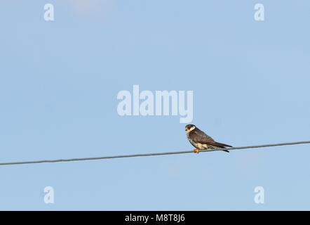 Vrouwtje Amoervalk zittend op een Draad; Weiblicher Amur Falcon (Falco Amurensis) auf einem Draht gehockt Stockfoto