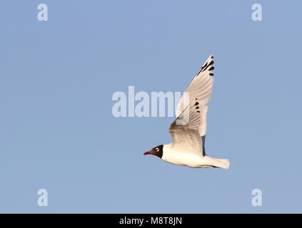 In Relictmeeuw vlucht; Relikt Möwe (Ichthyaetus relictus) fliegen Stockfoto