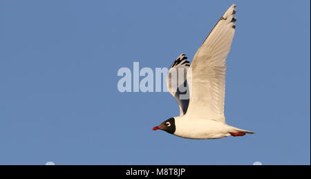 In Relictmeeuw vlucht; Relikt Möwe (Ichthyaetus relictus) fliegen Stockfoto