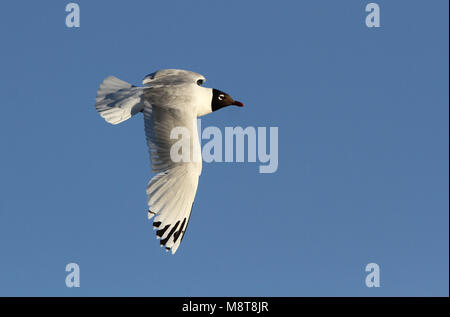 In Relictmeeuw vlucht; Relikt Möwe (Ichthyaetus relictus) fliegen Stockfoto