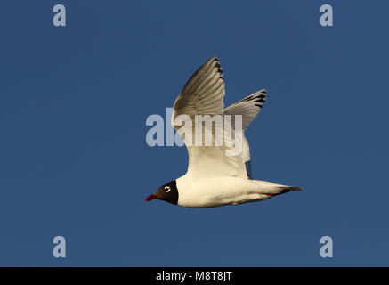 In Relictmeeuw vlucht; Relikt Möwe (Ichthyaetus relictus) fliegen Stockfoto