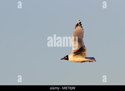 In Relictmeeuw vlucht; Relikt Möwe (Ichthyaetus relictus) fliegen Stockfoto