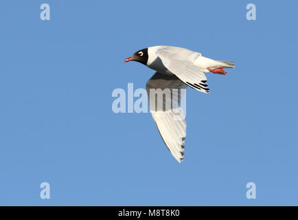 In Relictmeeuw vlucht; Relikt Möwe (Ichthyaetus relictus) fliegen Stockfoto