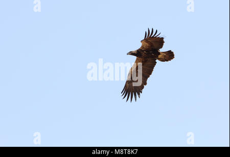 In Keizerarend vlucht; Östliche Kaiseradler (Aquila heliaca) im Flug Stockfoto