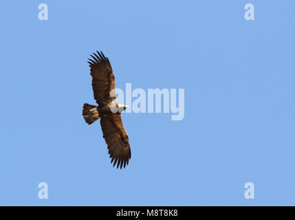 In Keizerarend vlucht; Östliche Kaiseradler (Aquila heliaca) im Flug Stockfoto