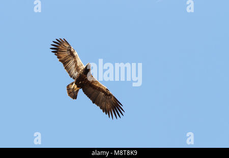 In Keizerarend vlucht; Östliche Kaiseradler (Aquila heliaca) im Flug Stockfoto