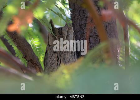 Gestreepte Dwergooruil slapend in een Boom; Fahl Scops-Owl (Otus Brucei) Schlafen in einem Baum. Stockfoto