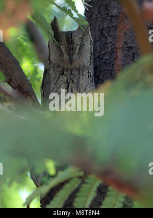 Gestreepte Dwergooruil slapend in een Boom; Fahl Scops-Owl (Otus Brucei) Schlafen in einem Baum. Stockfoto