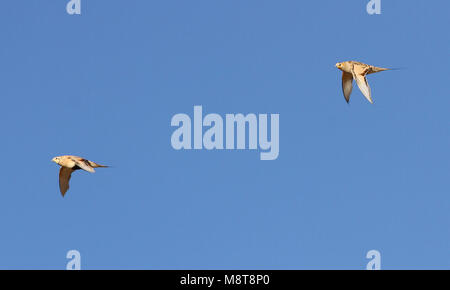 Steppehoen; Pallas der Sandgrouse (Syrrhaptes paradoxus) Stockfoto