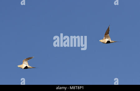 Steppehoen; Pallas der Sandgrouse (Syrrhaptes paradoxus) Stockfoto