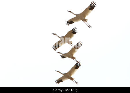 Ernstig bedreigde Kraanvogels Siberische Witte in der chinesischen overwinteringsgebied; kritisch bedrohte Sibirische Kraniche (Leucogeranus leucogeranus) in C Stockfoto