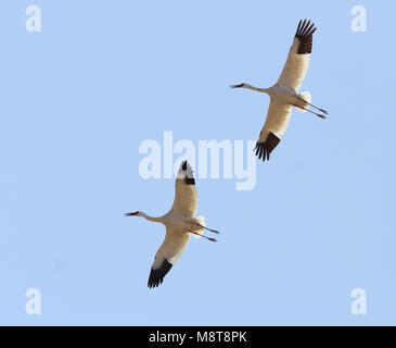 Ernstig bedreigde Kraanvogels Siberische Witte in der chinesischen overwinteringsgebied; kritisch bedrohte Sibirische Kraniche (Leucogeranus leucogeranus) in C Stockfoto