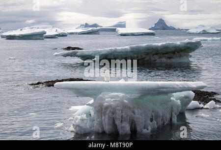 Adelie Pinguin auf einem Eisberg an der Brown Bluff, Antarktis mit Bergen und Eisberge in der Ferne Stockfoto